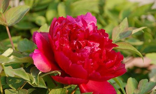 让盆栽桑叶牡丹花绽放的秘诀