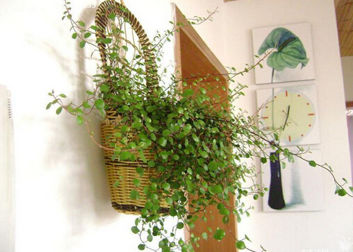 吊兰的花语-吊兰摆放的风水讲究